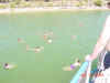 pa-swimmers.jpg (79563 bytes)